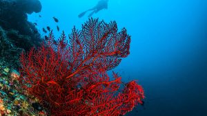 Scopri di più sull'articolo La fake news della barriera corallina nel nostro mare