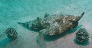 Scopri di più sull'articolo Un ‘pesce che cammina’ filmato nel Mare dei Caraibi