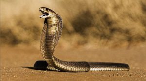 Scopri di più sull'articolo Natura: anche gli uomini potrebbero diventare velenosi come i serpenti