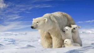 Scopri di più sull'articolo Gli orsi polari si adattano al cambiamento climatico
