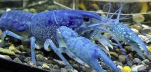 Scopri di più sull'articolo Pescata nel Maine una rarissima aragosta blu
